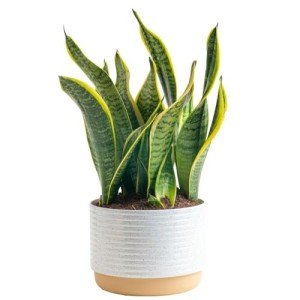Costa Farms Snake Plant in Decorative Planter