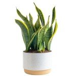 Costa Farms Snake Plant in Decorative Planter