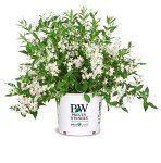 Deutzia Yuki Snowflake Shrub with White Flowers