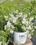 Deutzia Yuki Snowflake Shrub with White Flowers