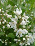 Deutzia Yuki Snowflake Shrub with White Flowers