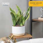 Costa Farms Snake Plant in Decorative Planter