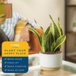 Costa Farms Snake Plant in Decorative Planter