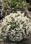 Deutzia Yuki Snowflake Shrub with White Flowers