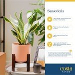 Costa Farms Snake Plant in Decorative Planter