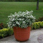 Deutzia Yuki Snowflake Shrub with White Flowers