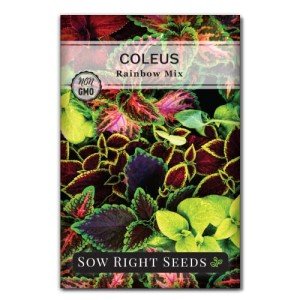 Coleus Rainbow Mix Seeds for Vibrant Gardens