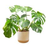 Costa Farms Monstera Swiss Cheese Plant - Indoor Decor