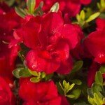 Encore Azalea Autumn Bonfire Red Flowering Shrub
