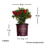 Encore Azalea Autumn Bonfire Red Flowering Shrub