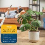 Costa Farms Monstera Swiss Cheese Plant - Indoor Decor