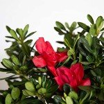 Encore Azalea Autumn Bonfire Red Flowering Shrub