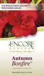 Encore Azalea Autumn Bonfire Red Flowering Shrub