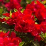Encore Azalea Autumn Bonfire Red Flowering Shrub