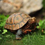 Polyresin Tortoise Statue for Garden Decor