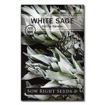 White Sage Seeds for Home Herb Garden
