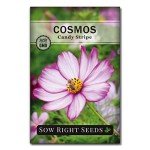 Annual Flower Seed Collection - 5 Packets