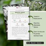 White Sage Seeds for Home Herb Garden