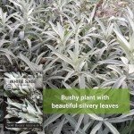 White Sage Seeds for Home Herb Garden