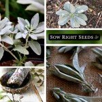 White Sage Seeds for Home Herb Garden