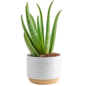 Aloe Vera Succulent Plant in Modern Planter