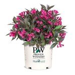 Spilled Wine Weigela Shrub with Pink Flowers
