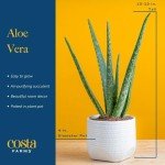 Aloe Vera Succulent Plant in Modern Planter