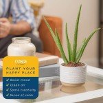 Aloe Vera Succulent Plant in Modern Planter