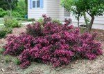 Spilled Wine Weigela Shrub with Pink Flowers