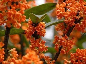 Orange Fragrant Tea Olive Live Plant (1 QT)