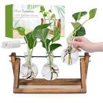 RENMXJ Plant Propagation Station with 3 Bulb Vases