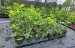 Orange Fragrant Tea Olive Live Plant (1 QT)