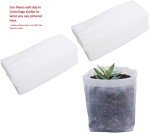 Orange Fragrant Tea Olive Live Plant (1 QT)