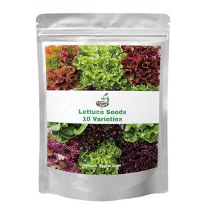 20,000+ Non-GMO Lettuce Seeds for Garden Planting