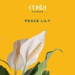 Peace Lily Indoor Plant in Flower Pot