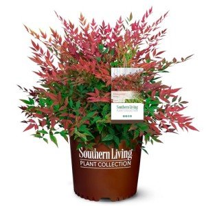 Southern Living Nandina Plant with Bright Red Foliage