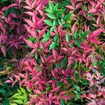 Southern Living Nandina Plant with Bright Red Foliage