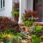 Southern Living Nandina Plant with Bright Red Foliage