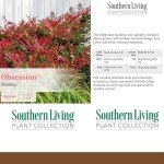 Southern Living Nandina Plant with Bright Red Foliage