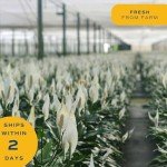 Peace Lily Indoor Plant in Flower Pot