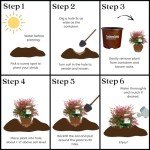 Southern Living Nandina Plant with Bright Red Foliage