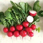Cherry Belle Radish Seeds - 500+ Non-GMO Heirloom