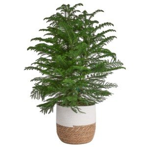 Norfolk Island Pine - Perfect Indoor Christmas Tree