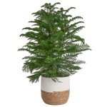 Norfolk Island Pine - Perfect Indoor Christmas Tree