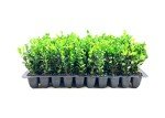 Fast Growing Winter Green Korean Boxwood Plants