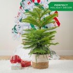 Norfolk Island Pine - Perfect Indoor Christmas Tree
