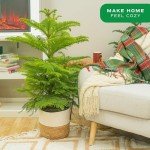 Norfolk Island Pine - Perfect Indoor Christmas Tree