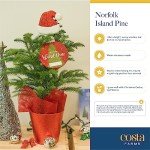 Norfolk Island Pine - Perfect Indoor Christmas Tree