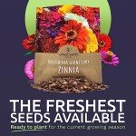 California Giants Zinnia Seeds - 1 Ounce Packet
