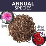 California Giants Zinnia Seeds - 1 Ounce Packet